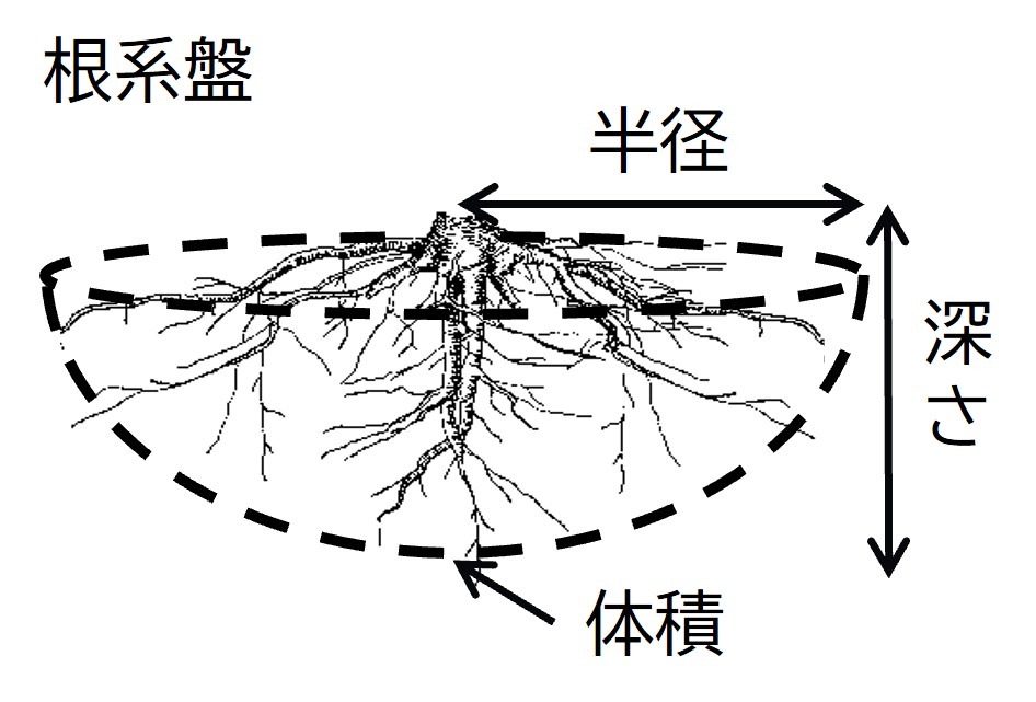 根系盤の大きさ 図解